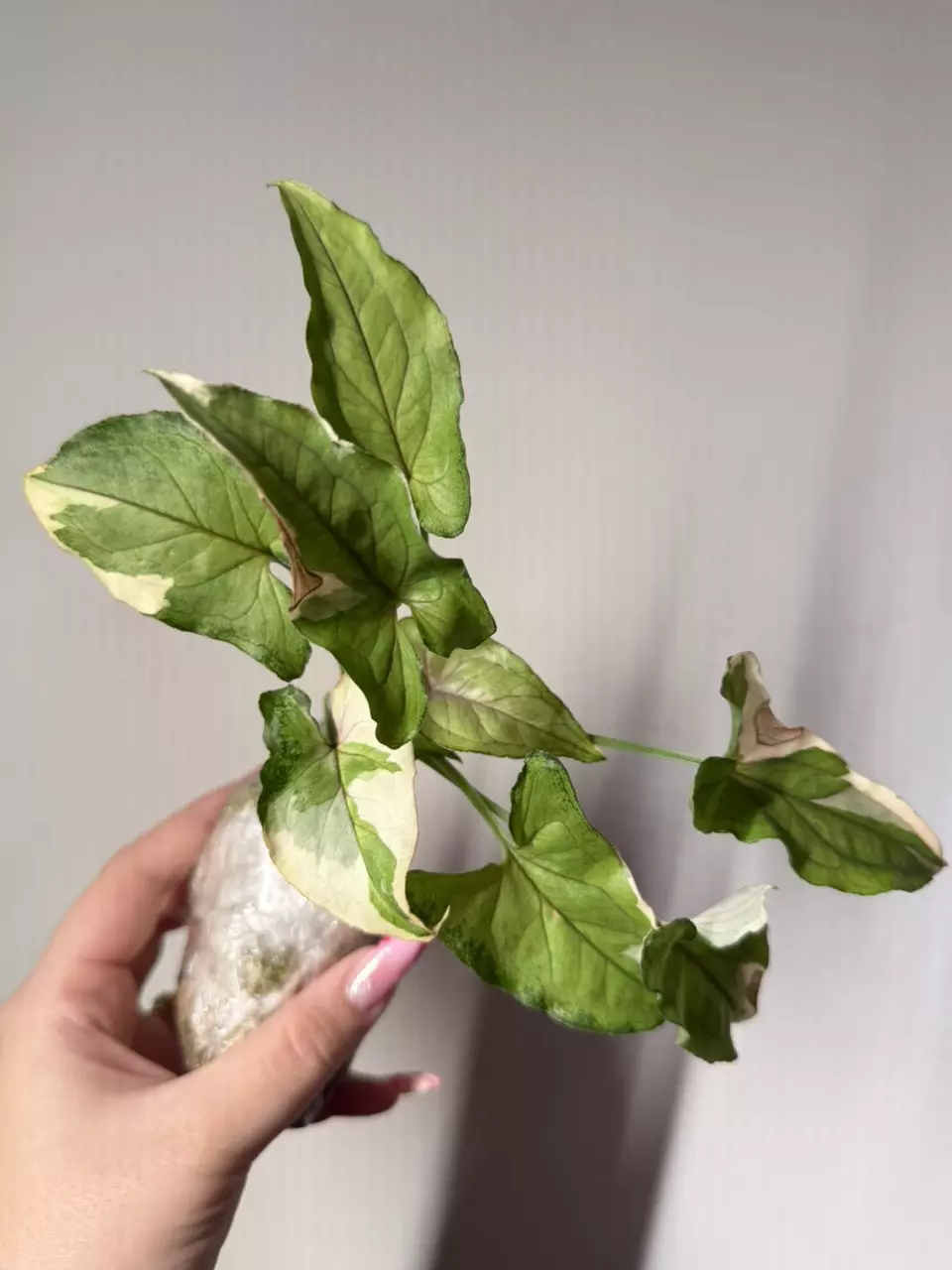 0112 Syngonium White Princess (4 in 1!) thumbnail