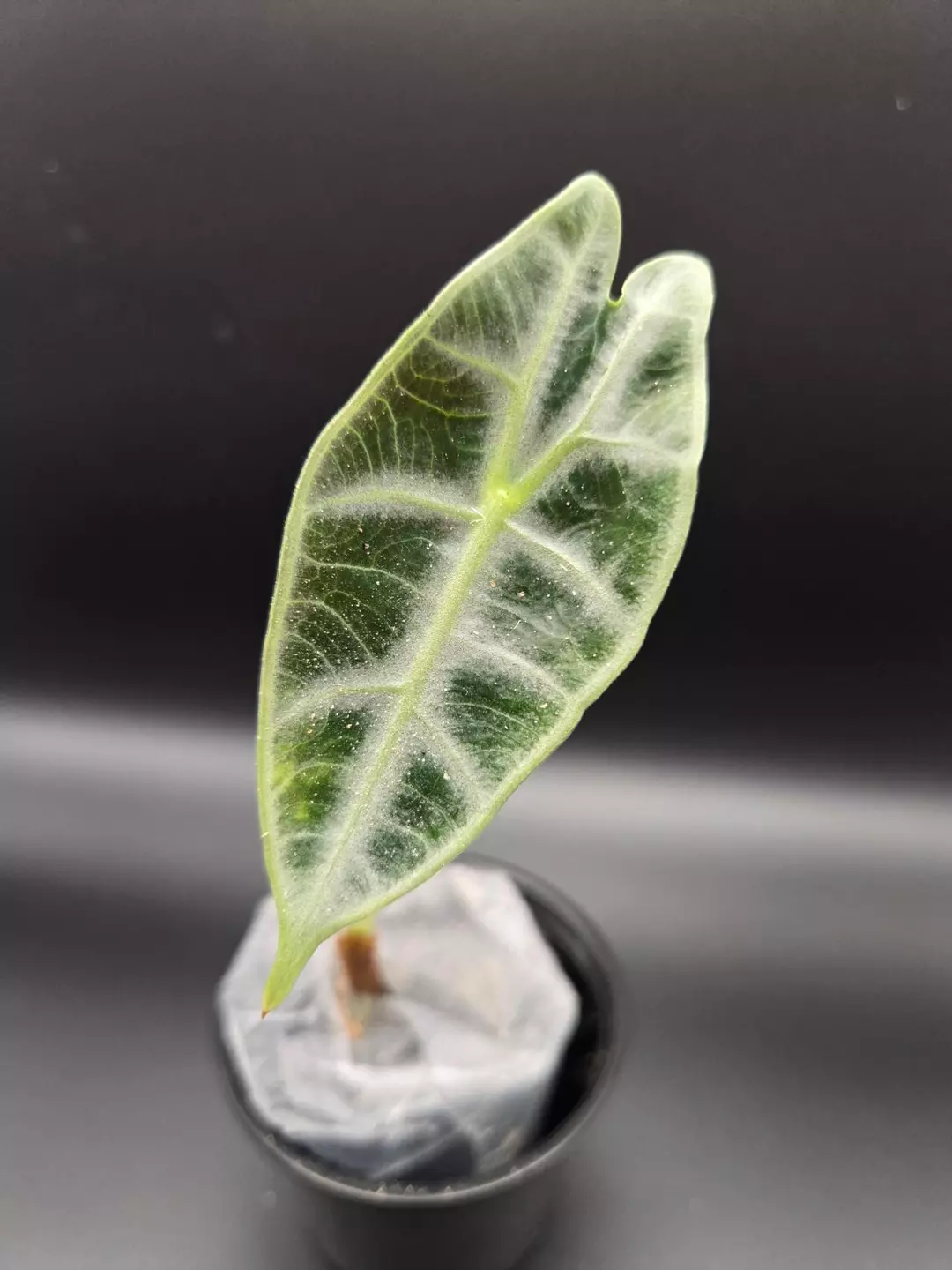 alocasia watsoniana white vein pup thumbnail