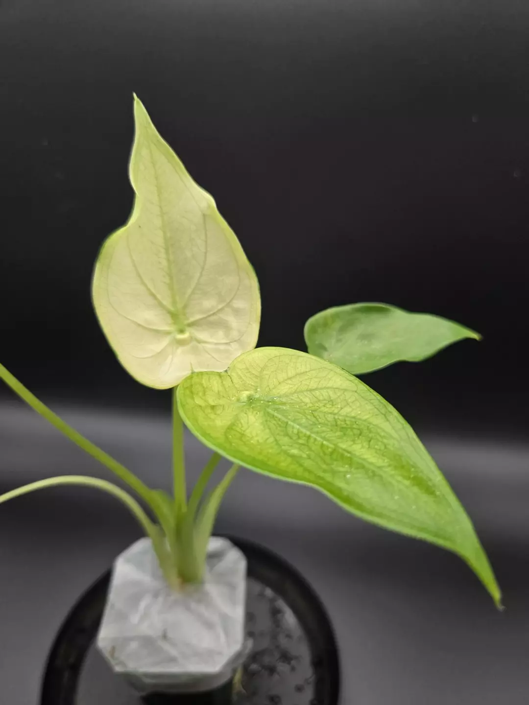 alocasia cucullata mint pup thumbnail