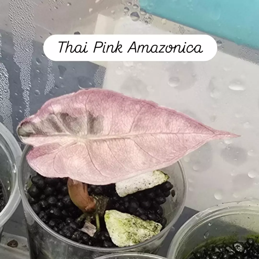 One large Alocasia Pink Amazonica corm, grower's choice thumbnail