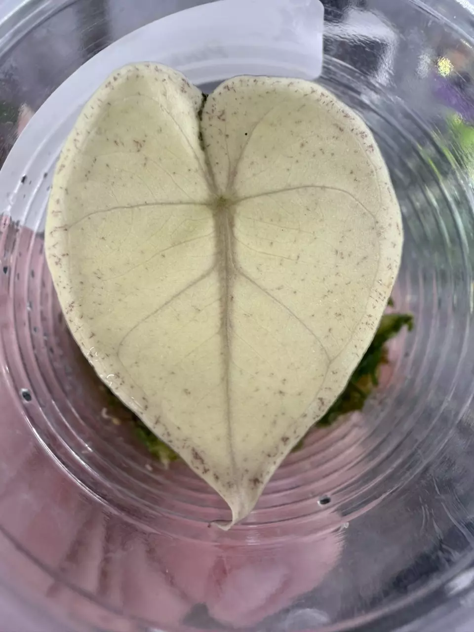 Pink Plumbea Pup #630 thumbnail