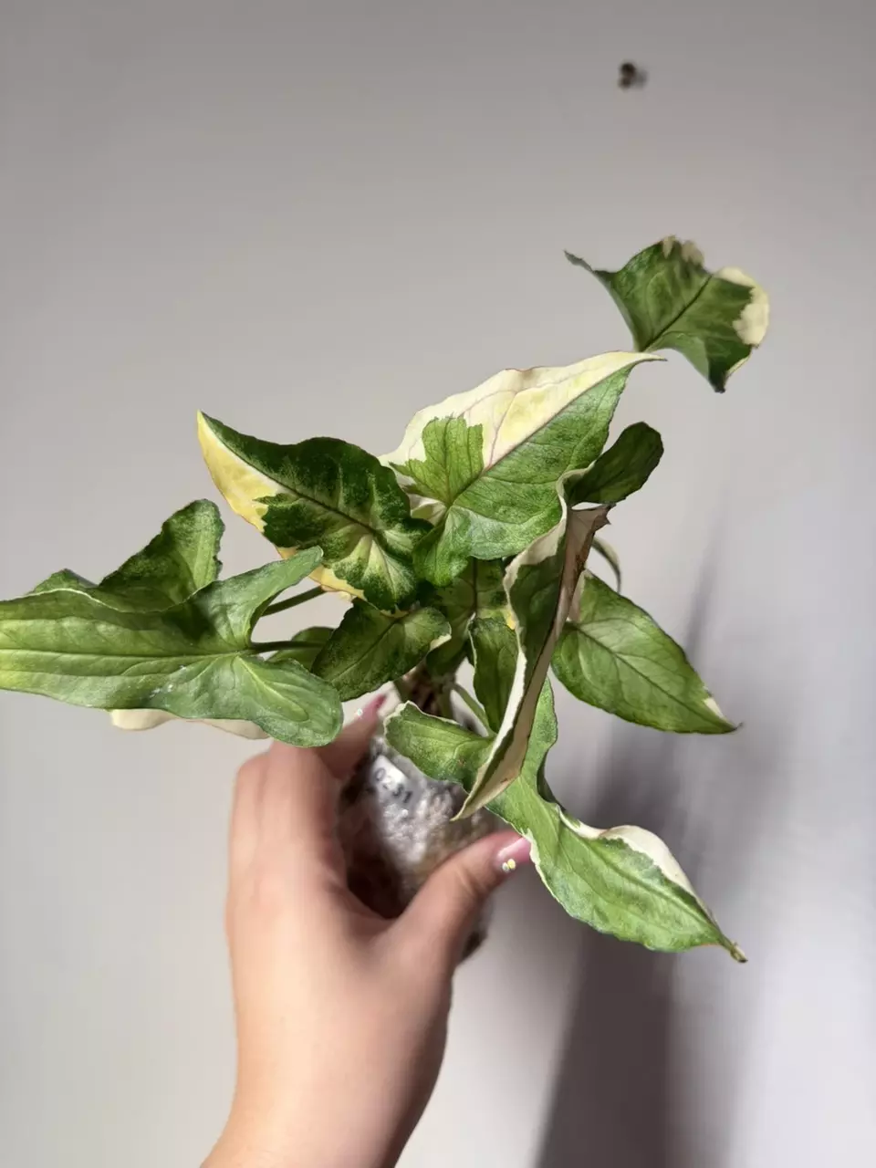 0231 Syngonium White Princess (5 plants in 1) thumbnail