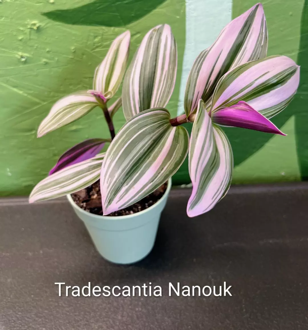 Tradescantia Nanouk thumbnail
