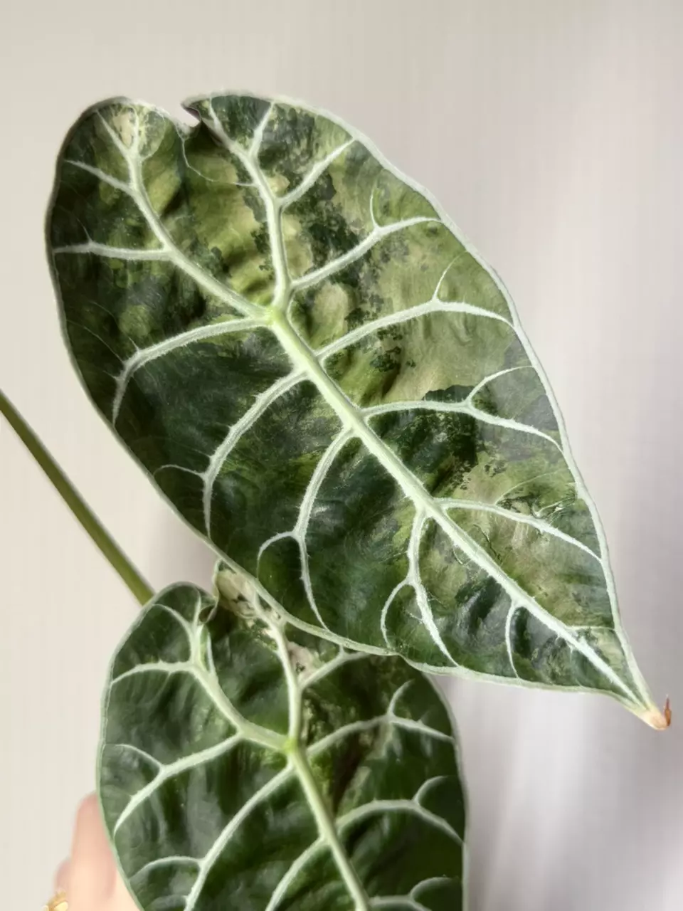 0184 Pink Watsoniana DOFF *MAMA thumbnail