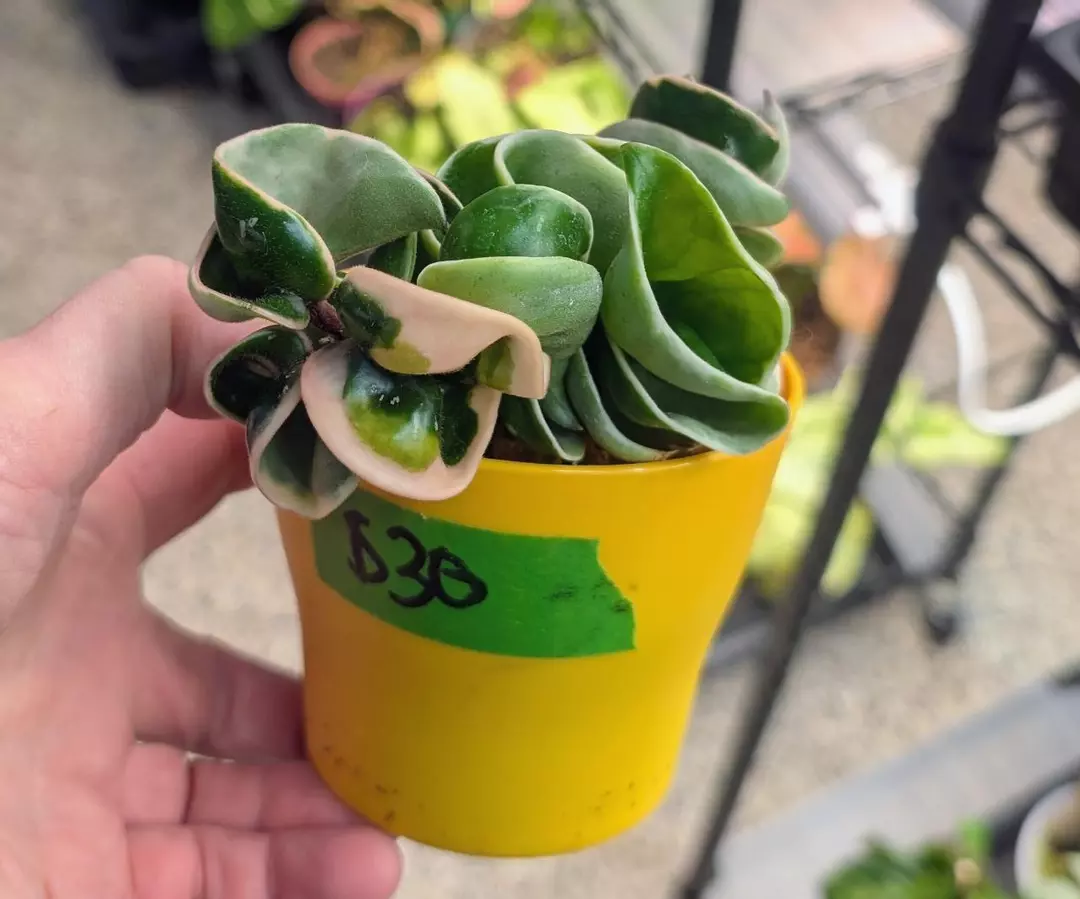 Hoya Variegated Compacta Hindu Rope thumbnail