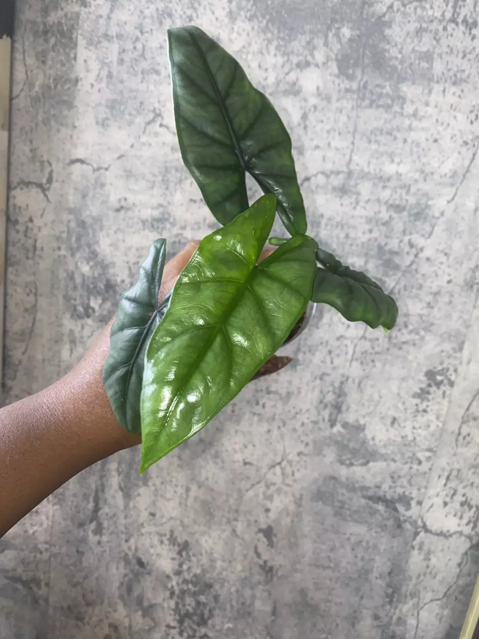 Alocasia heterophylla Corazon variegated Mother Plant thumbnail
