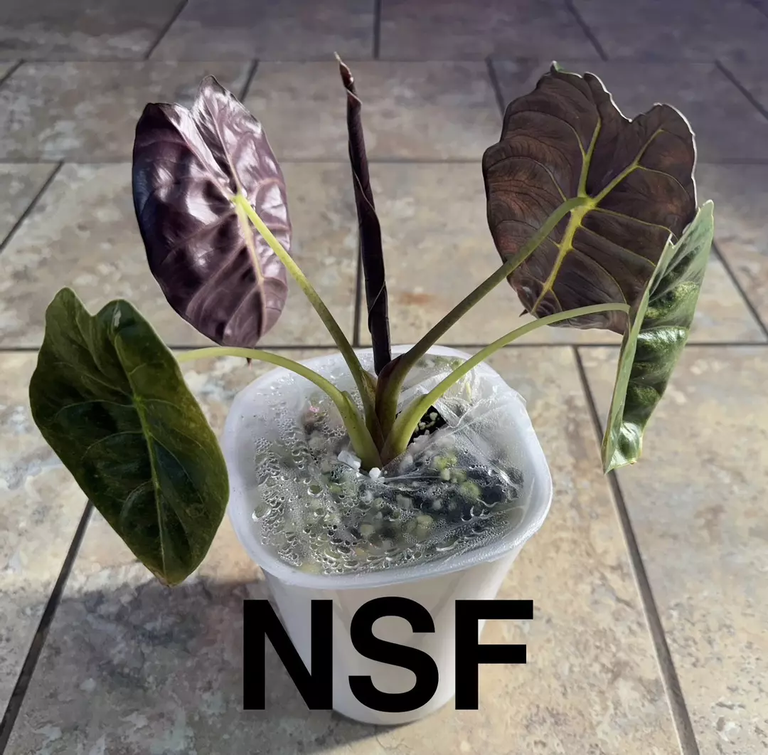 GOLDEN BONE SPLASH CORM thumbnail