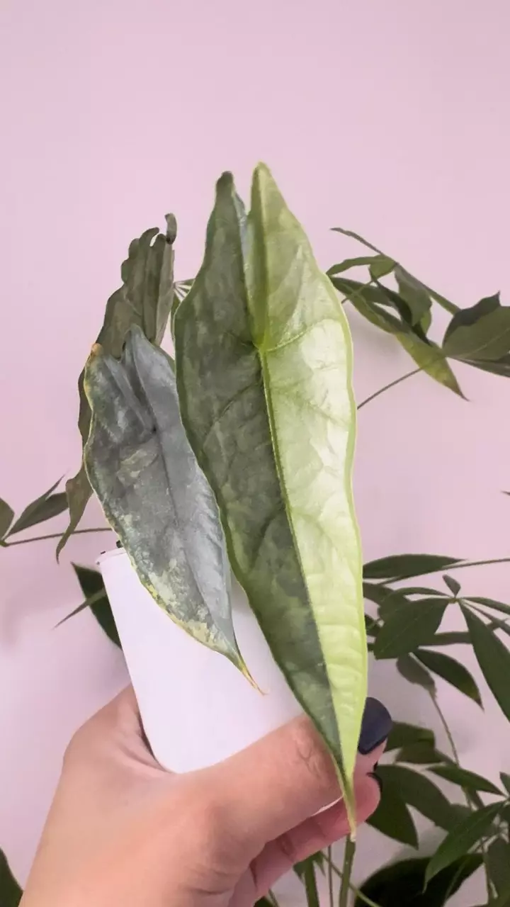 Corm - Alocasia Dragon’s Breath Aurea thumbnail