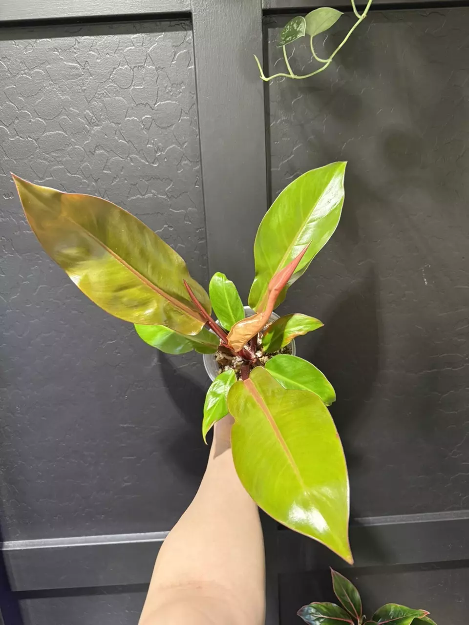 Philodendron ‘Prince Of Orange’ thumbnail