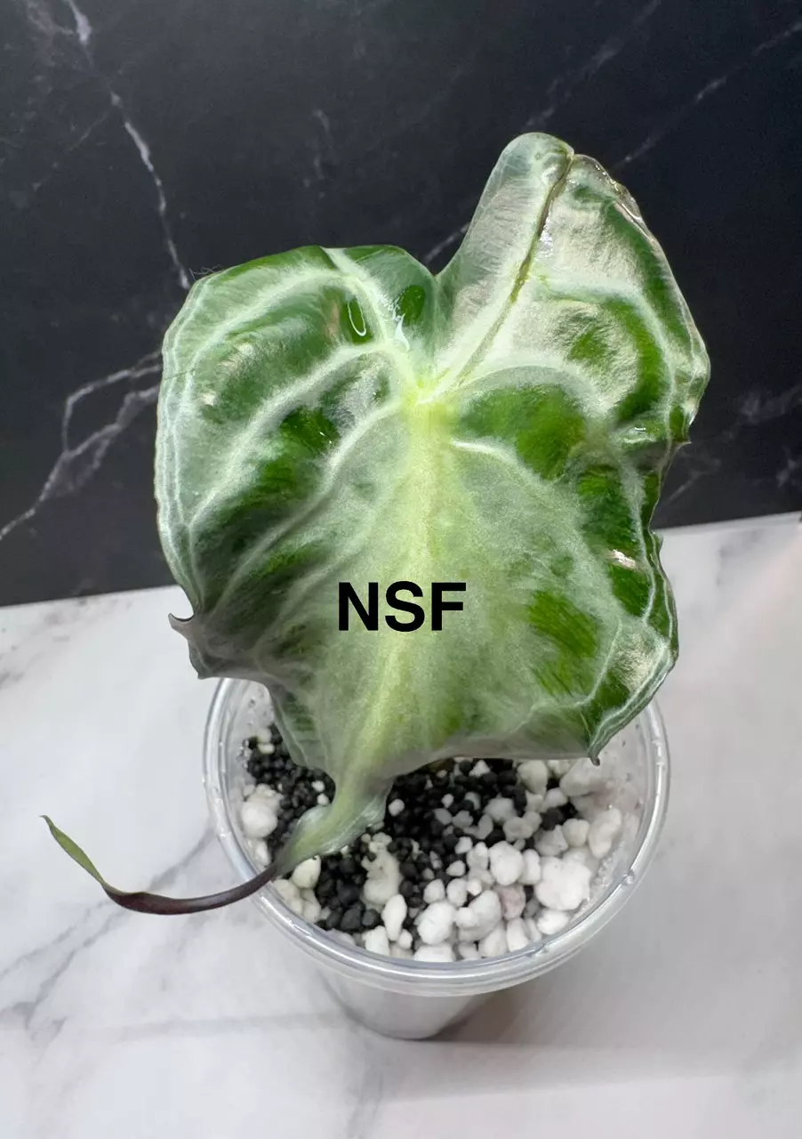 VENOM CORM EACH SPROUTED/ROOTED thumbnail