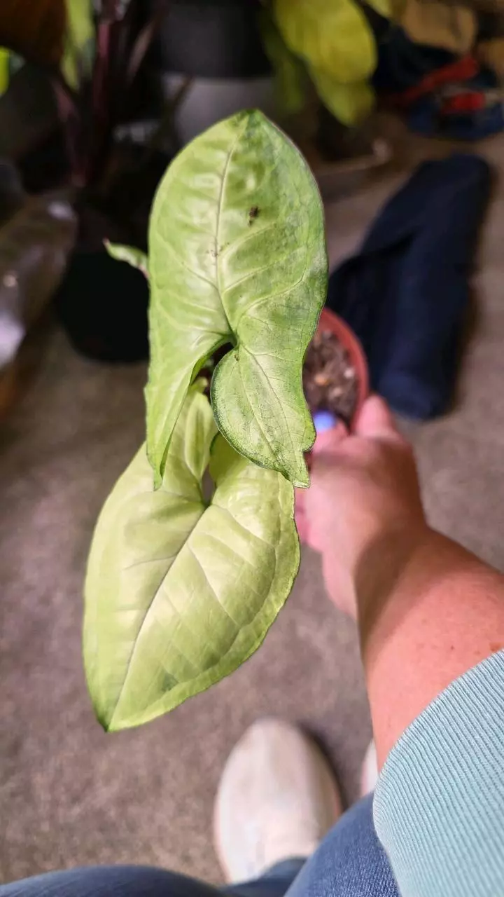 White Butterfly Syngonium thumbnail