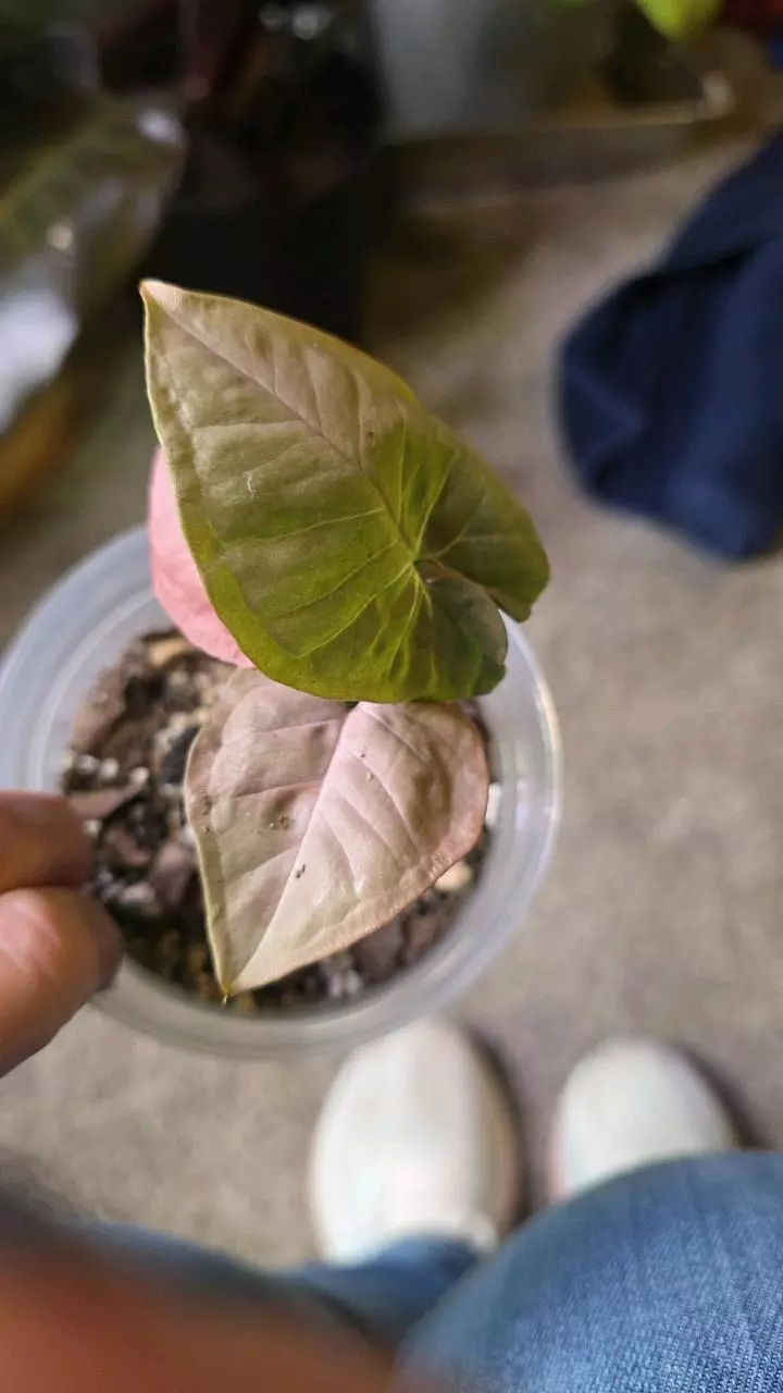 Pink pearl  syngonium thumbnail
