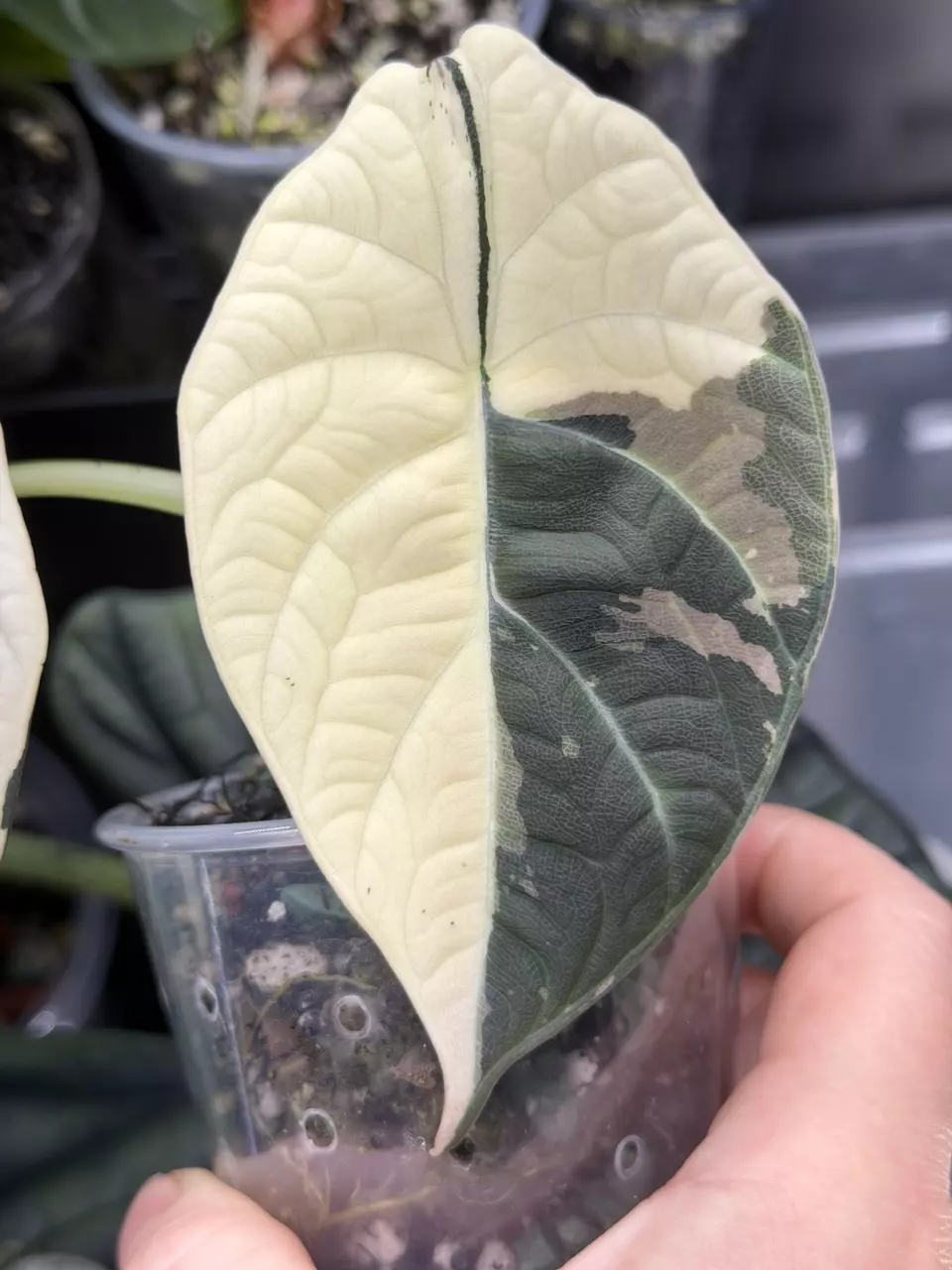 Maharani Albo alocasia CORMS thumbnail