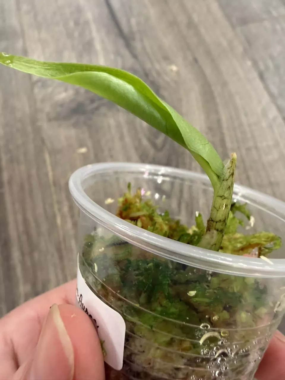 Pink Dragon Aurea Corm #691 thumbnail