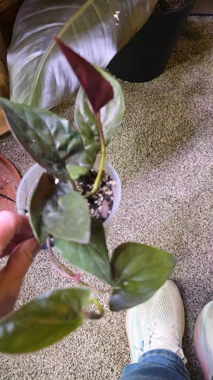 Red arrow syngonium thumbnail
