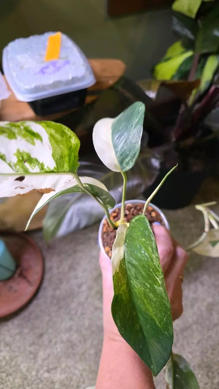 EPIPREMNUM PIN.  ALBO thumbnail