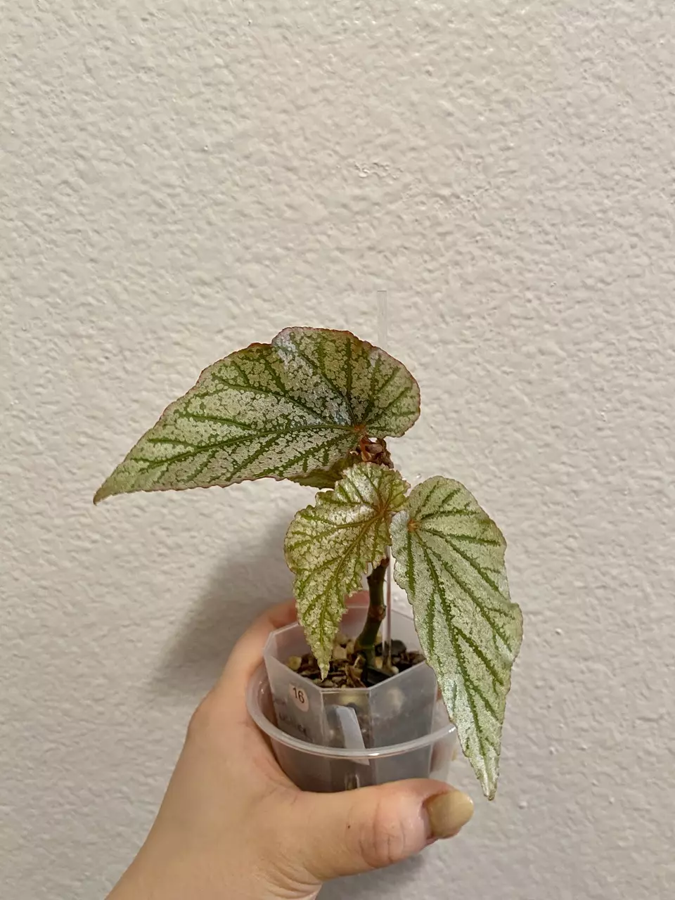 Begonia ‘Don Miller’ rooted (acclimated to ambient) thumbnail