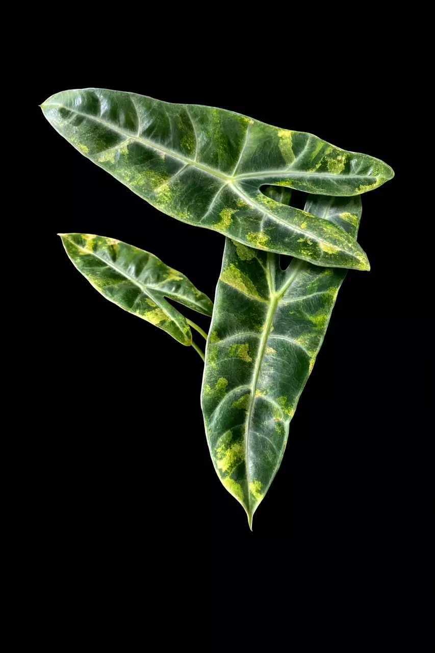 Longiloba Aurea Corm thumbnail