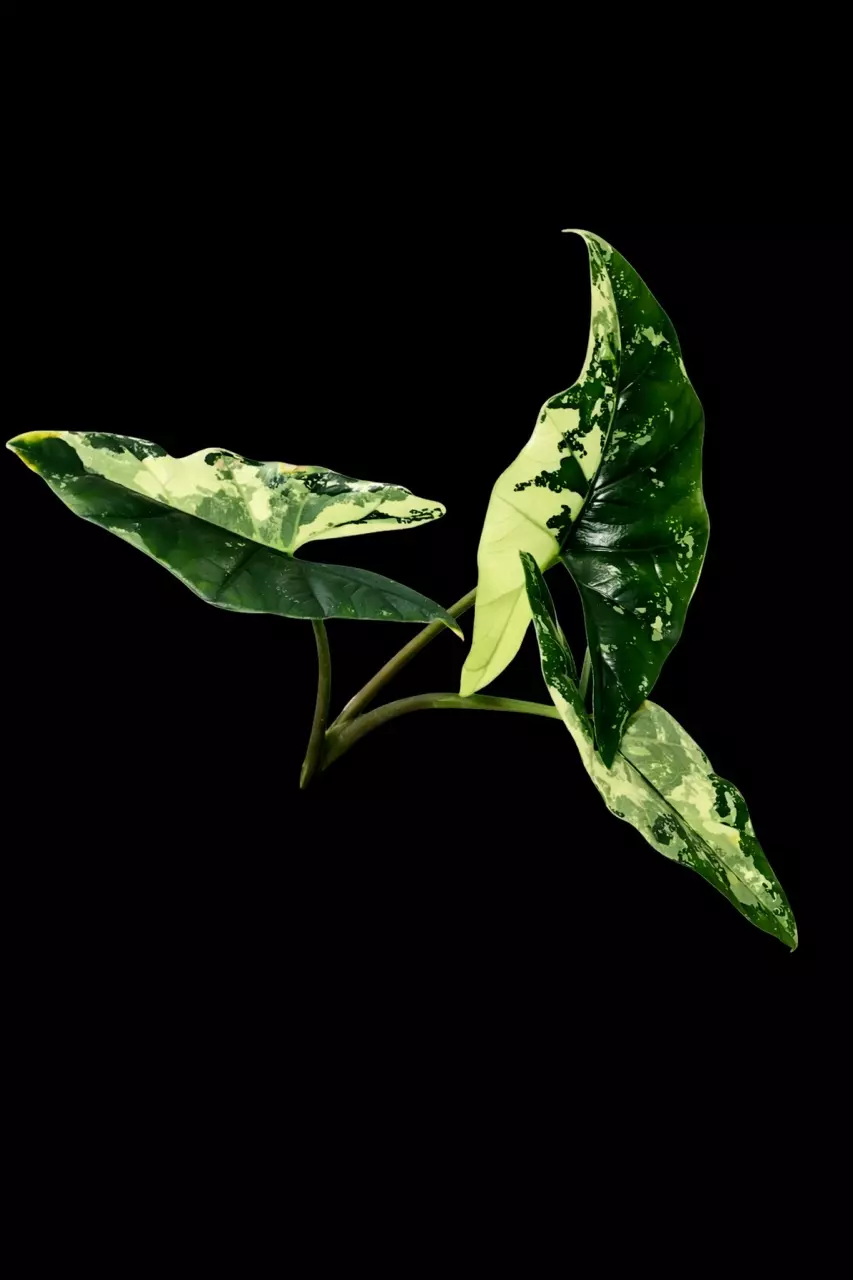 Simpo Albo Corm thumbnail