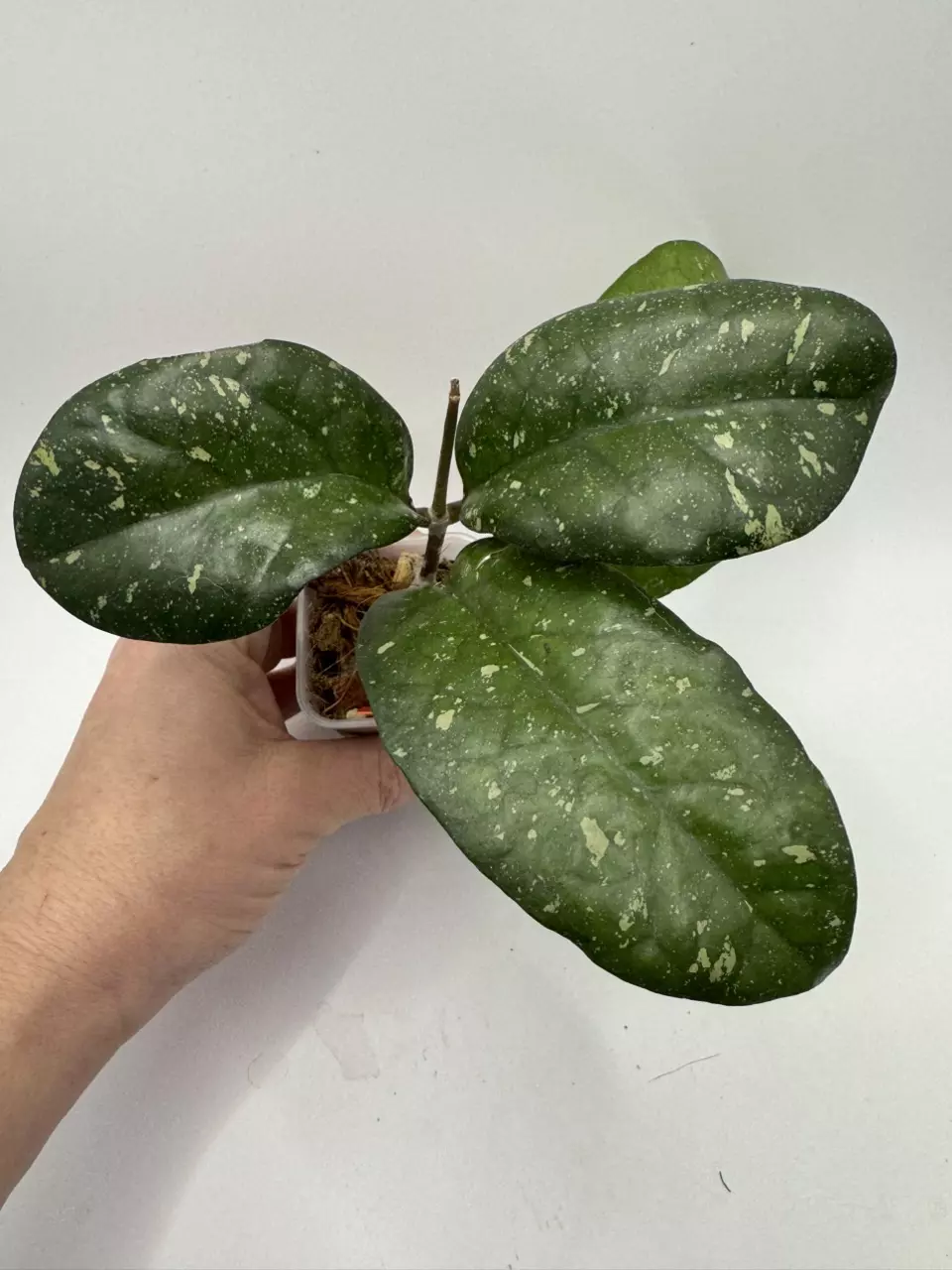 Hoya AH Natta thumbnail