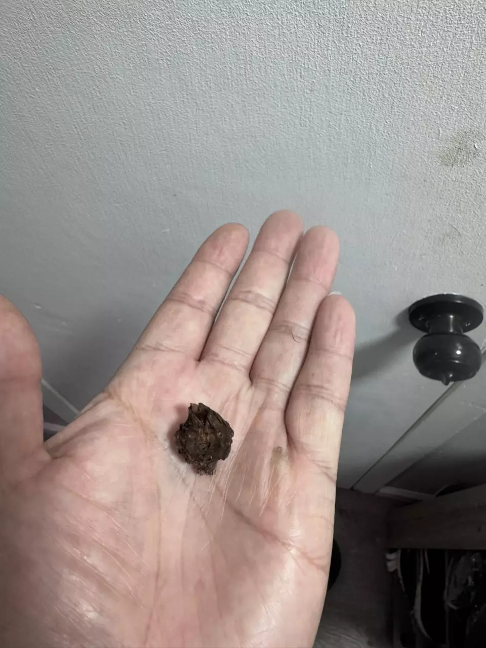 Pink Chant Corm from Variegated mother thumbnail