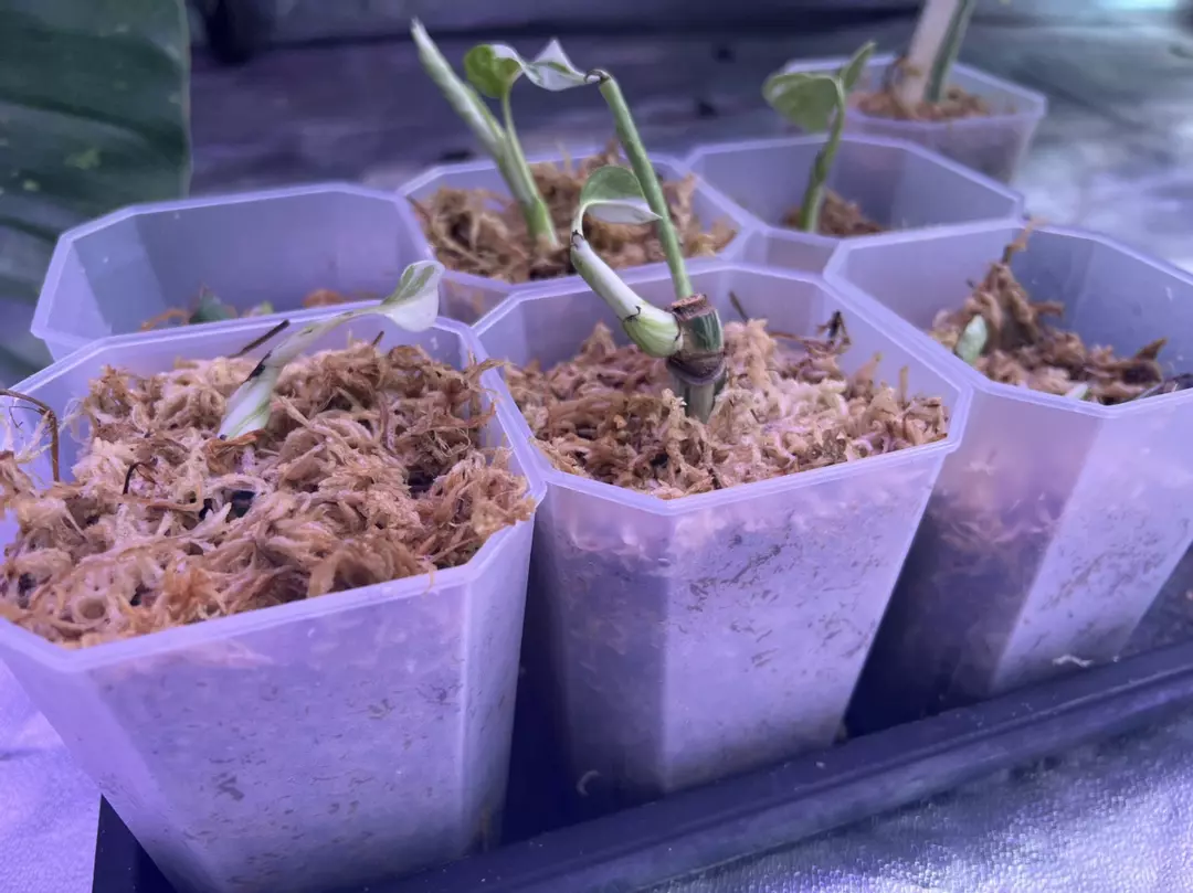 Monstera Albo Rooted cutting Grower choice thumbnail