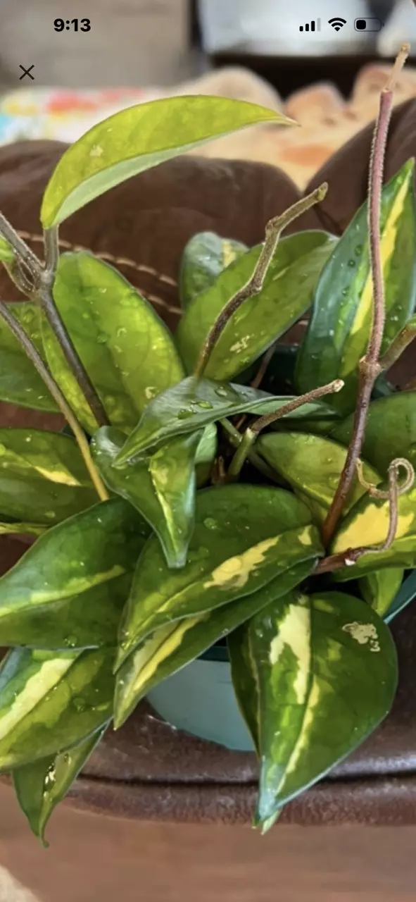 Hoya Krimson Princess thumbnail