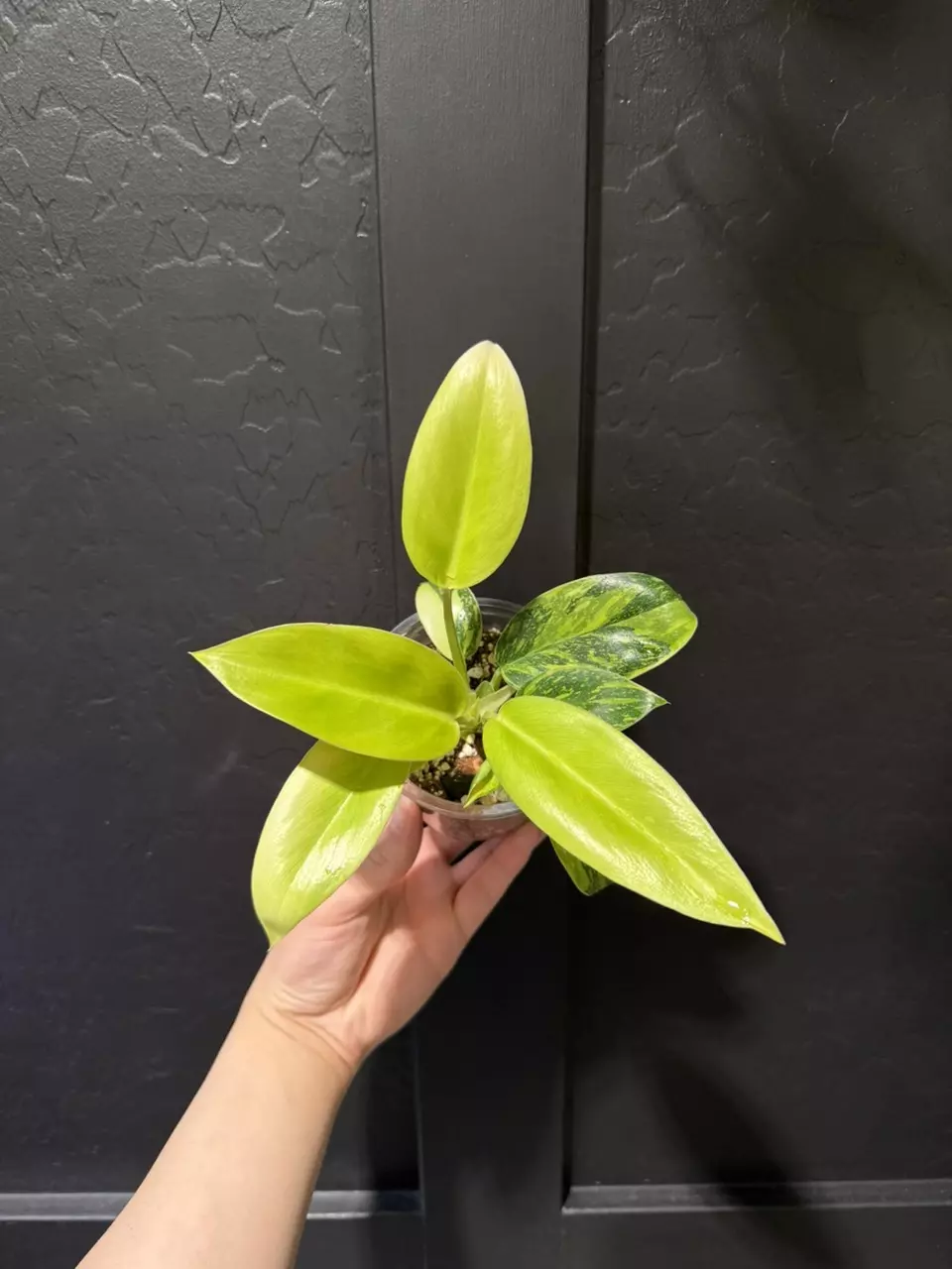 Philodendron ‘Green Congo Nuclear’ #2 thumbnail