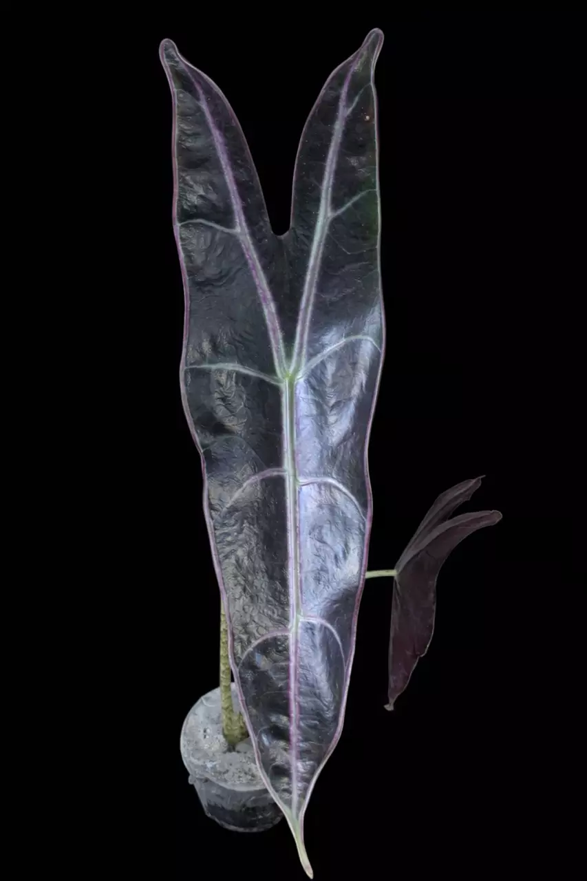 Longiloba Purple Corm thumbnail