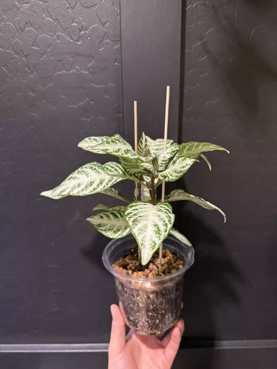 Aphelandra Squarrosa 'Snow White' (Zebra Plant) thumbnail