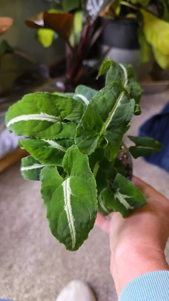 Wenlandii Syngonium thumbnail