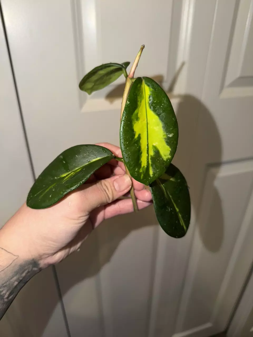 Diversifolia Maharani thumbnail