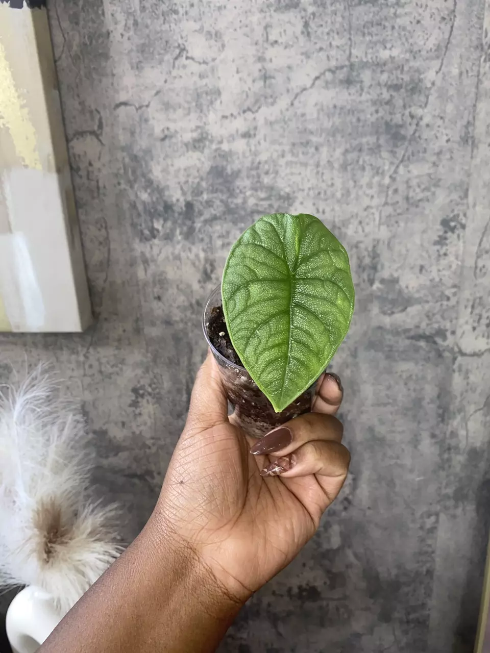 Alocasia Melo thumbnail
