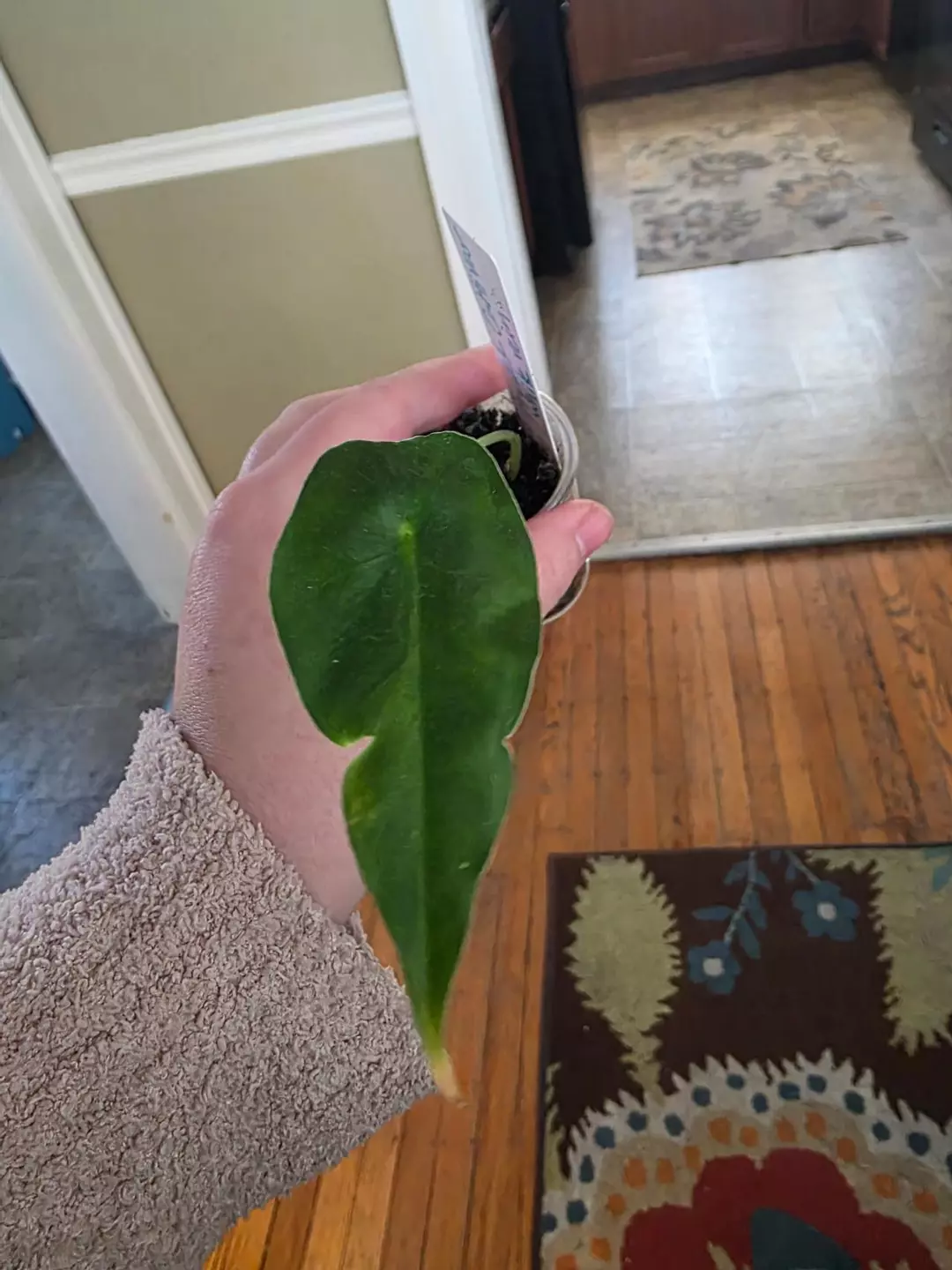 Frydek white vein thumbnail