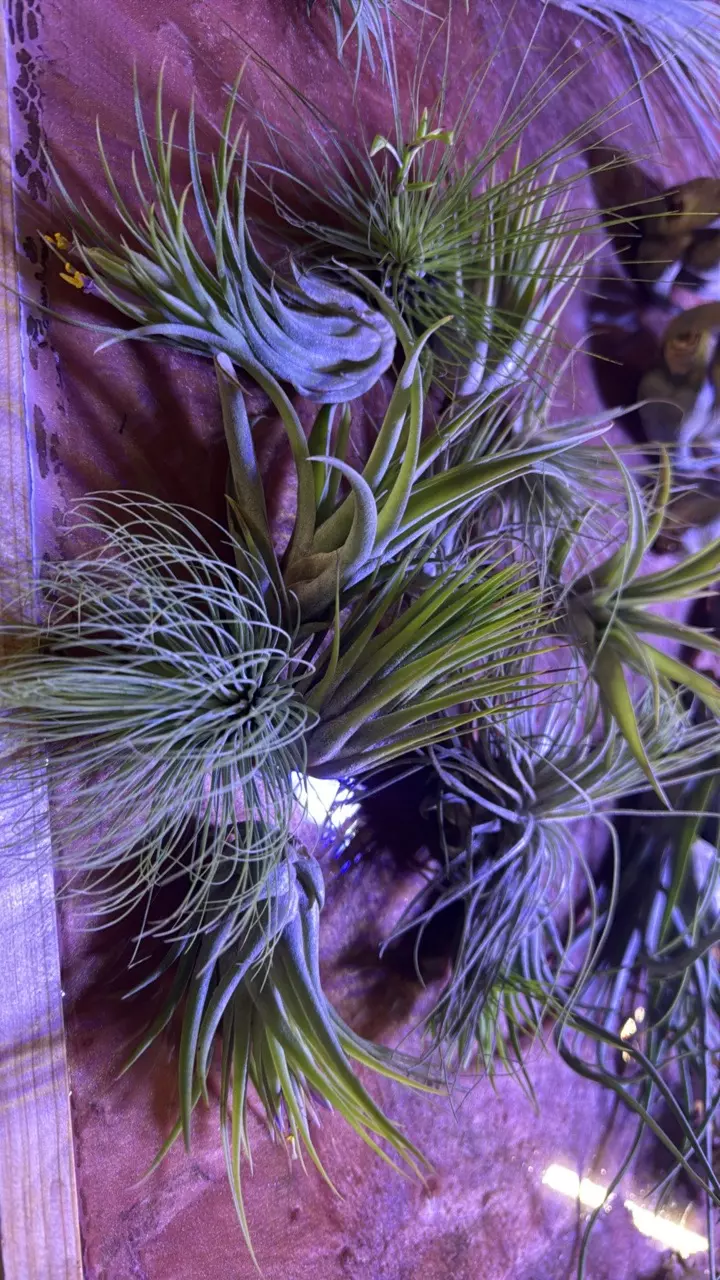 Medium mixed air plants thumbnail