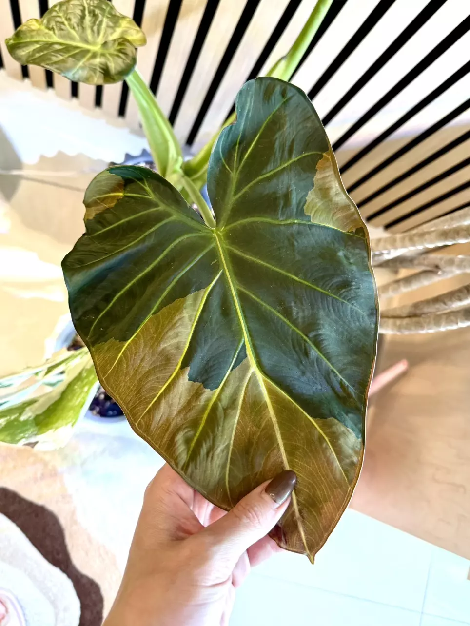 Regal Shield Aurea Sprouted Corm 💛 thumbnail