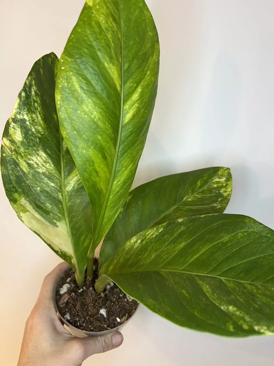 Anthurium Variegated Cobra thumbnail