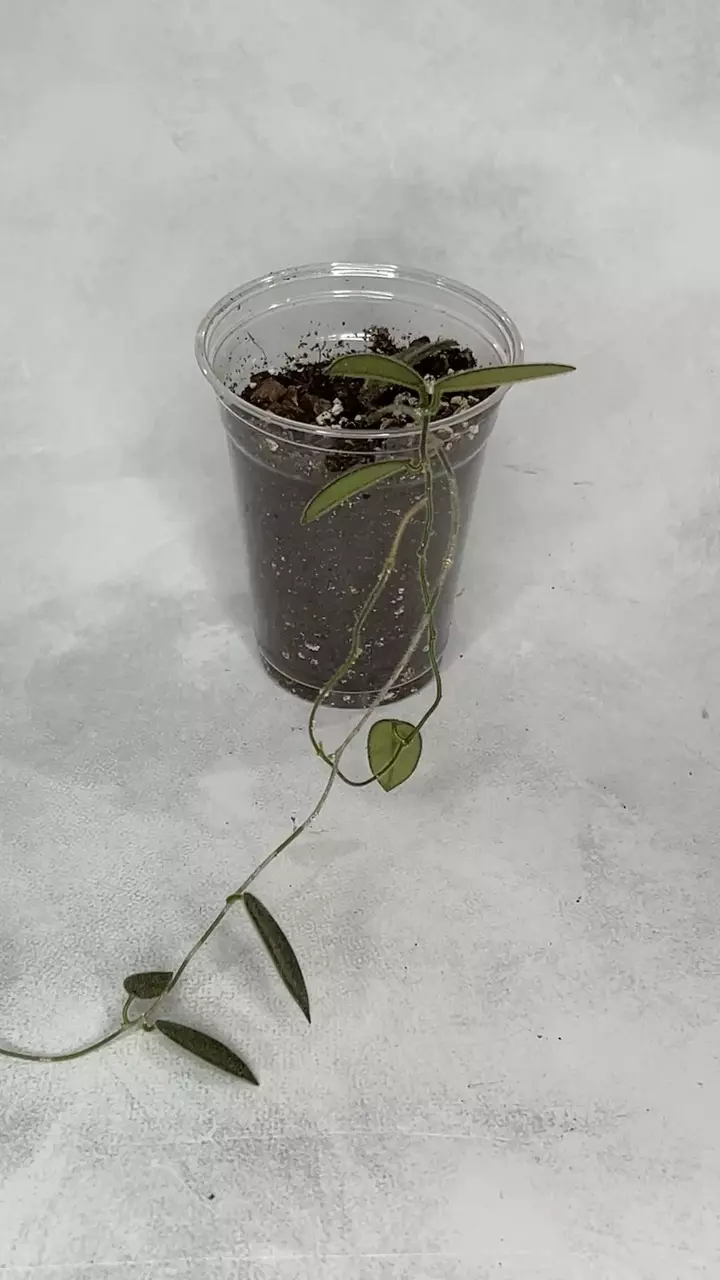 Hoya thomsonii (white flower) thumbnail