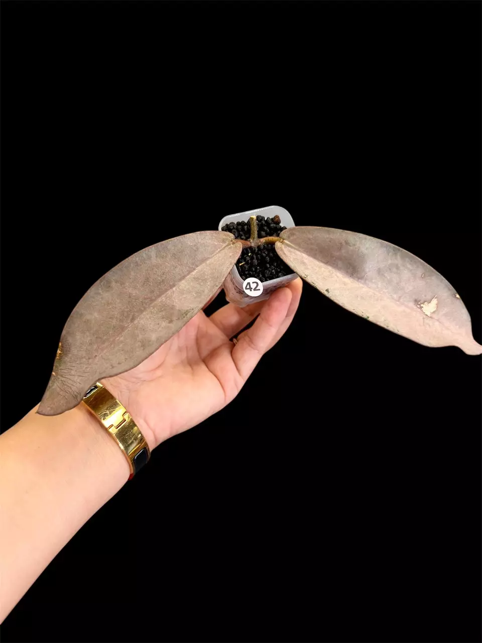 Hoya Mitrata Pearl Gold Rare Plant thumbnail