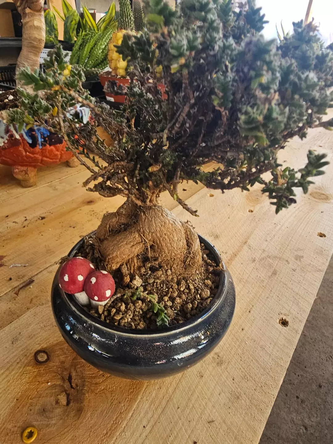 Trichodiadema bulbosum African Bonsai Caudex thumbnail