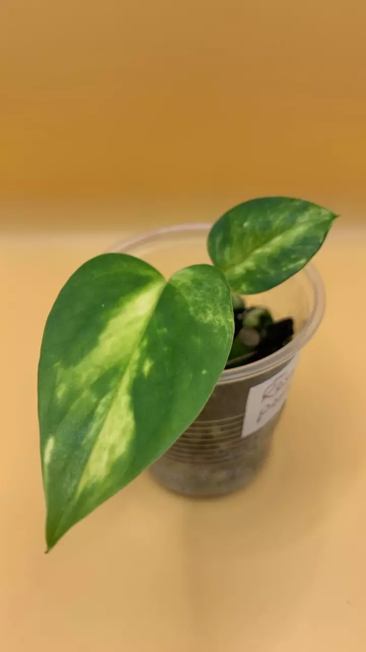 0216 Resort pothos thumbnail