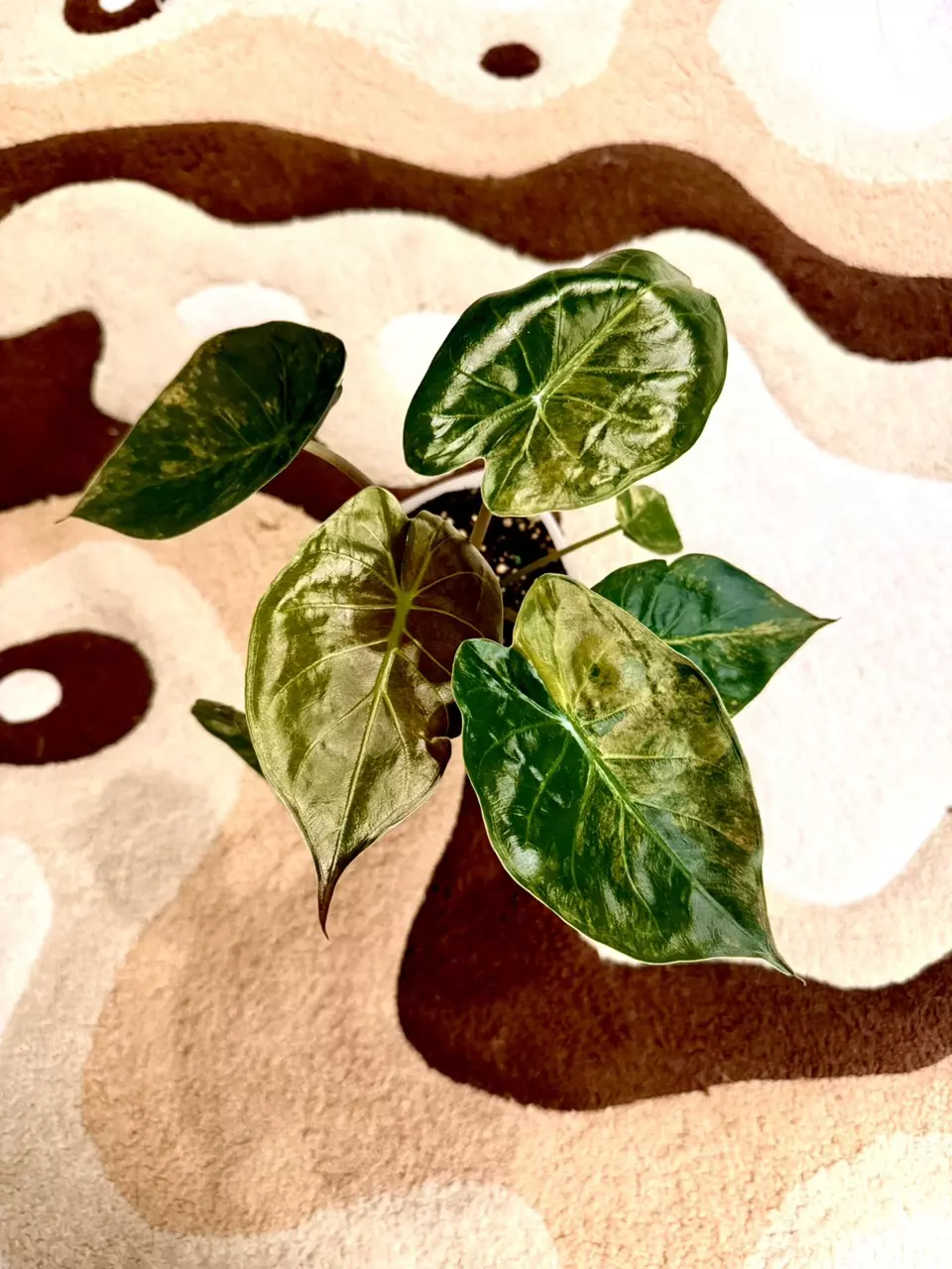 alocasia wentii aurea mama ☀️ thumbnail