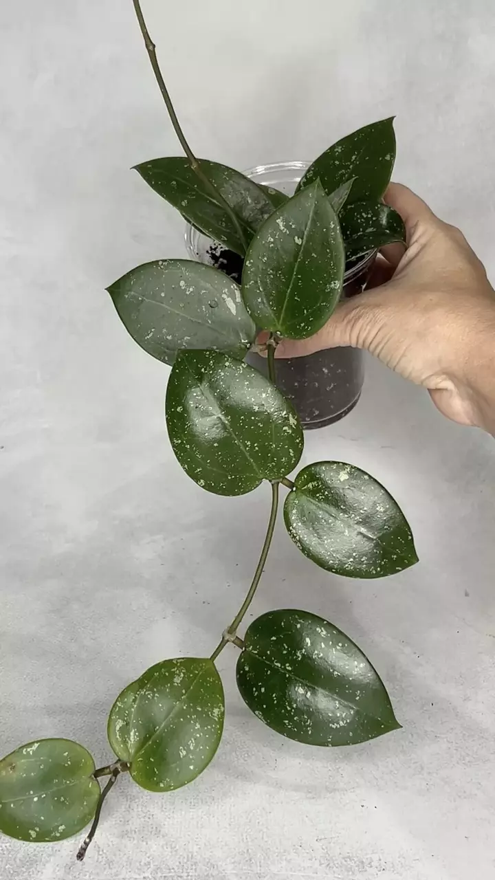 Hoya sp. 851 thumbnail