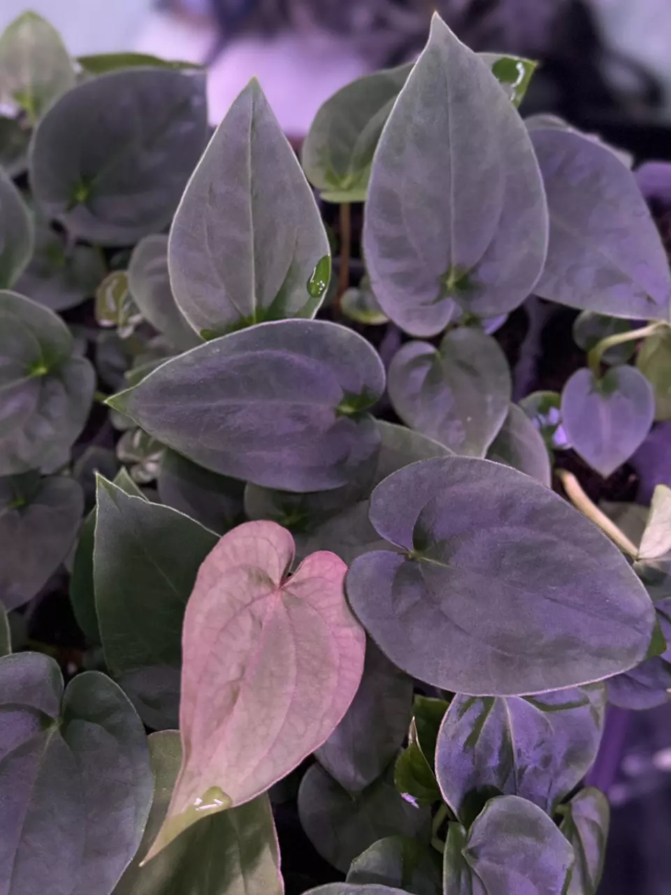 Dressleri RG F2 dark x antolakii “Dark Star” *live sale special* thumbnail