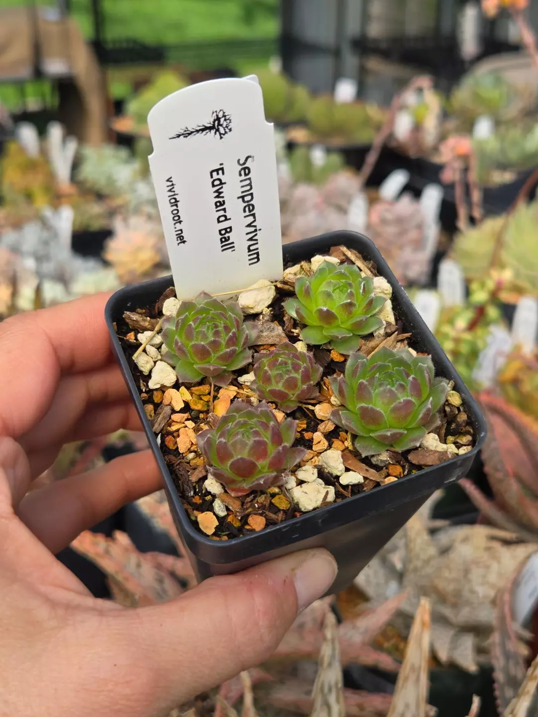 Sempervivum 'Edward Ball' 2.5" thumbnail