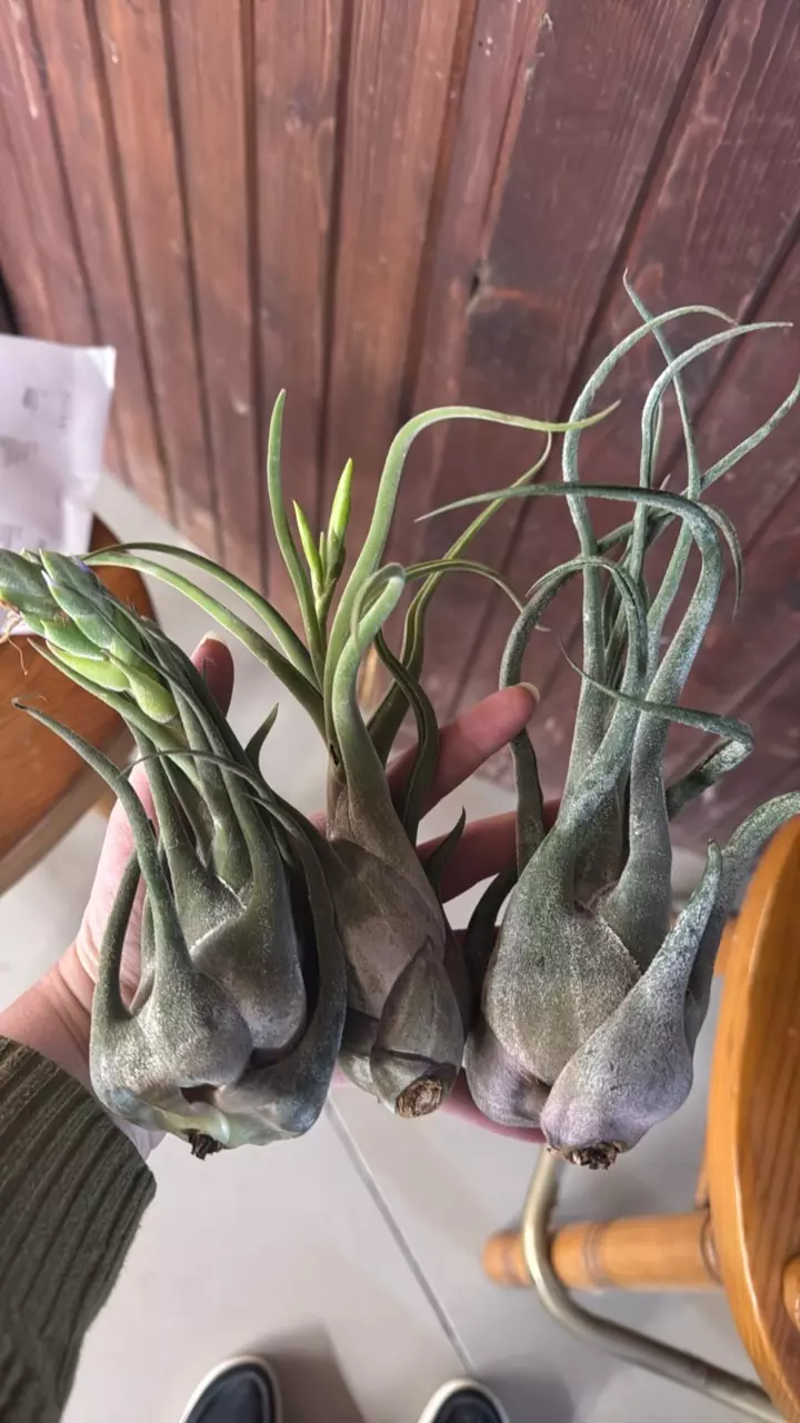 Large Medusa airplants thumbnail