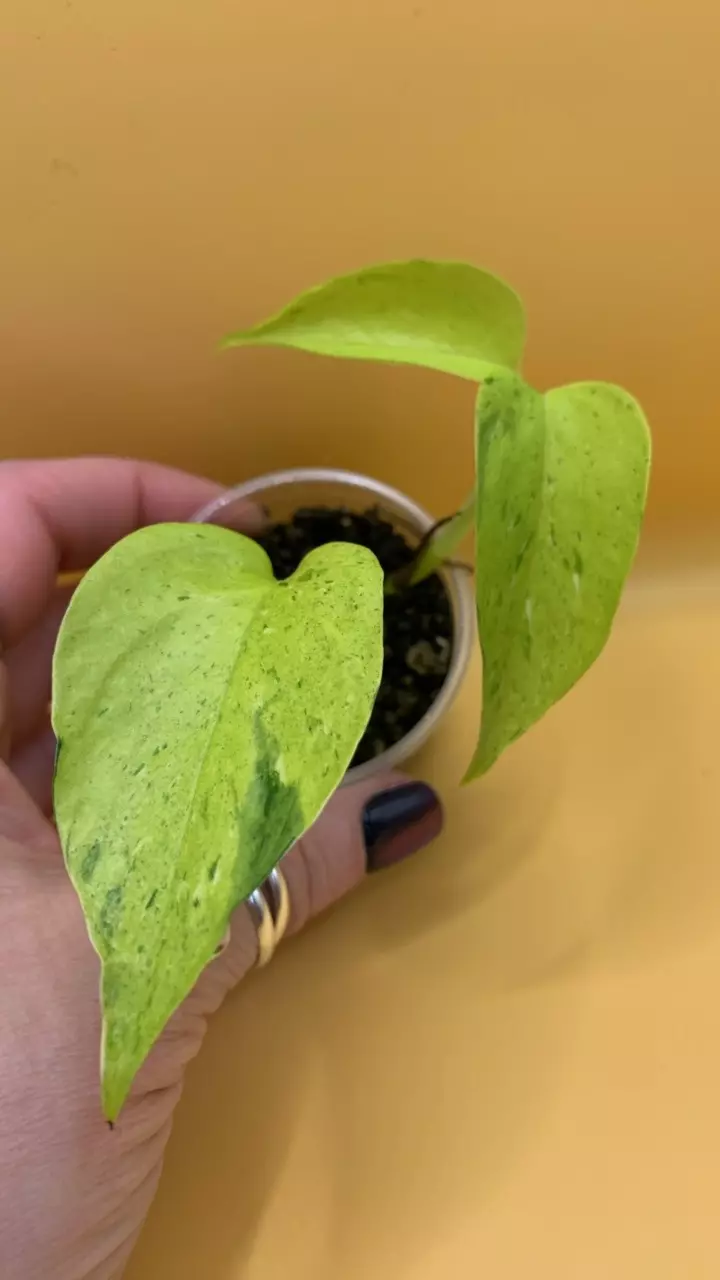 0213 Asaoka Lima Compacta thumbnail