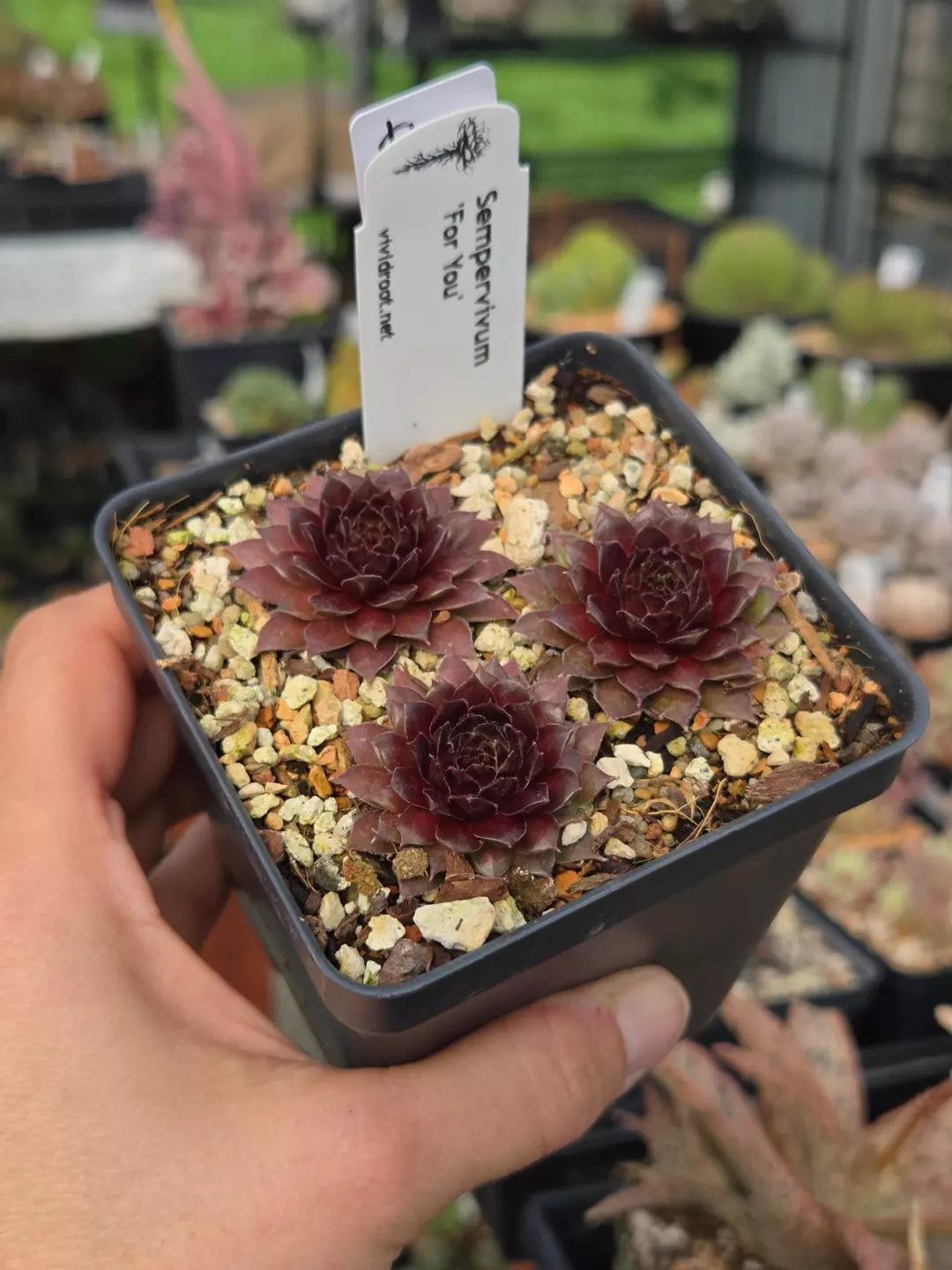 Sempervivum 'For You' 3.5" thumbnail