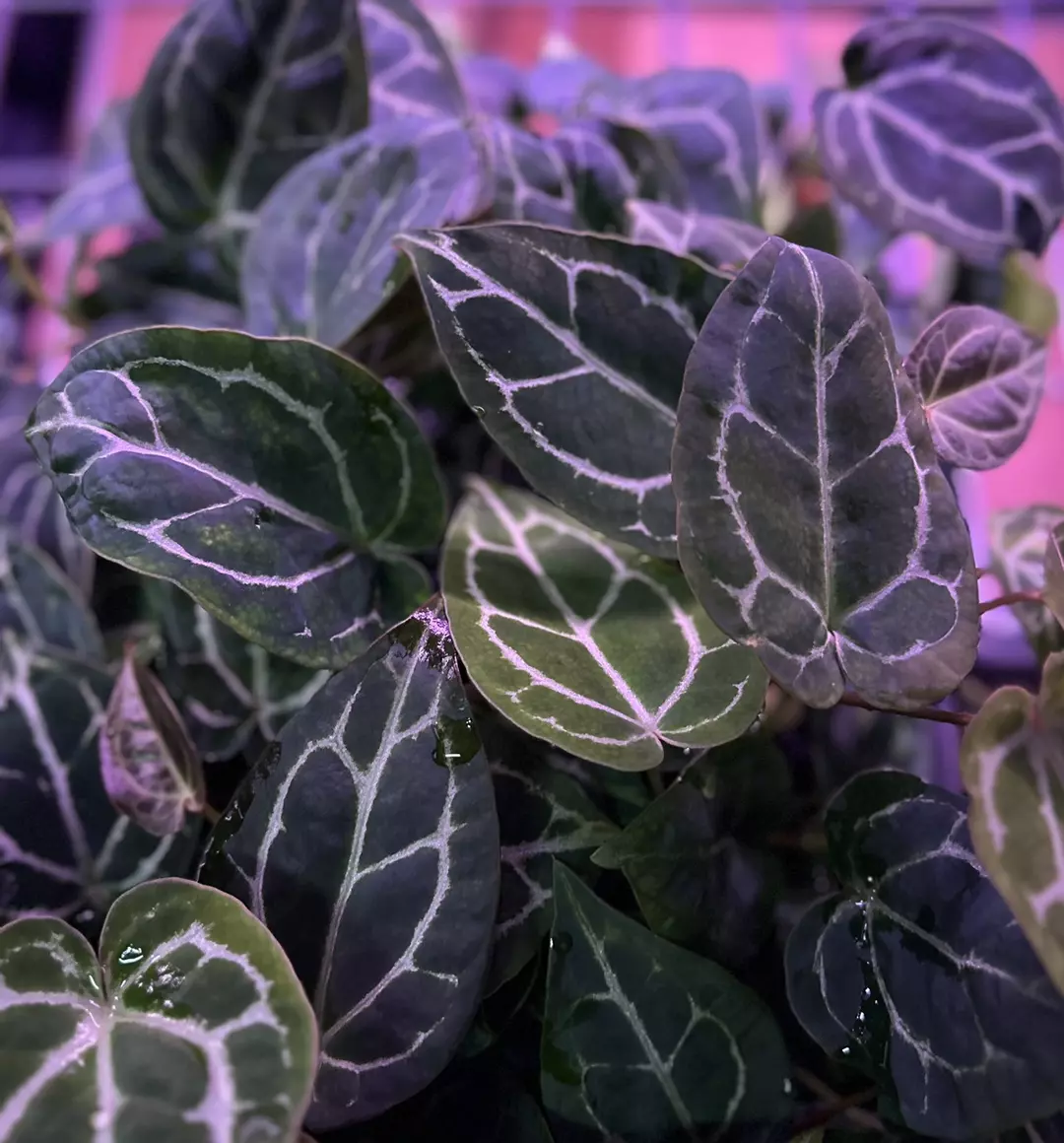 Stripey x Labyrinth *live sale special* thumbnail