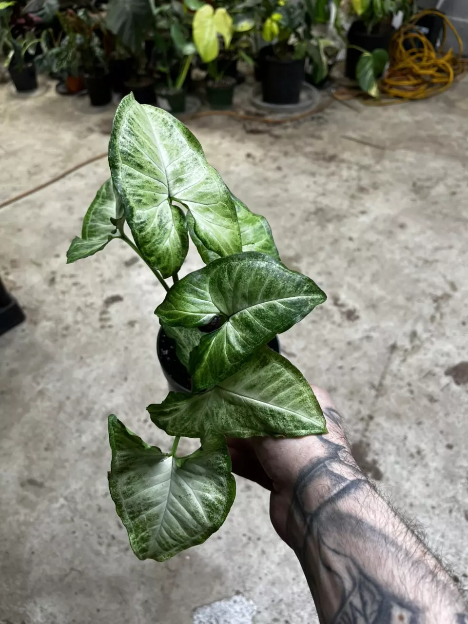 Syngonium white butterfly 4” thumbnail